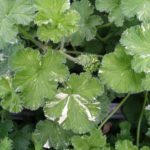 SNOWFLAKE ROSE - DUFTPELARGONIE