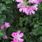 PRETTY POLLY - DUFTPELARGONIE